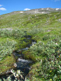 Stream 1