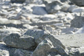 Bird 1