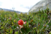 Cloudberry 1