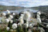 Cottongrass 1