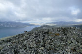 Fjelds 2