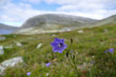 Flower 1