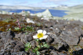 Flower 2