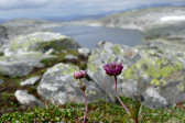 Flowers 2