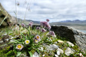 Flowers 1