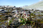 Flowers 1