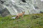Fox 1