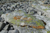 Lichens 1