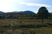 Fjelds 17