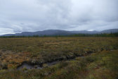Fjelds 13