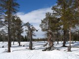 Gnarled trees 1