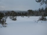 Forest 1