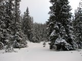 Forest 2