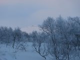 Frost 8