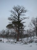 Tree 2