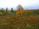 Autumn 6