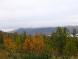 Fjelds 5