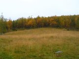 Grass 4