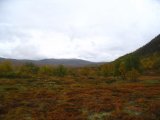 Heath 1