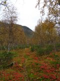 Trail 5