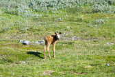 Elk 1