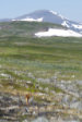 Elk 2