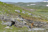 Elks 1