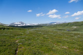 Fjelds 7