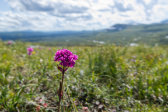 Flower 1