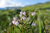 Flowers 6