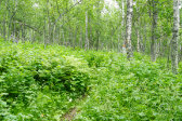 Path 1