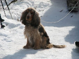 Dog 3
