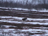 Elk 1