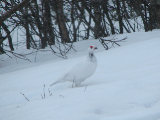 Ptarmigan 2