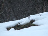 Ptarmigan 3