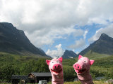 Doppelschwein 1