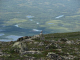 Bird 1