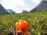 Cloudberry 1