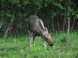 Elk 16