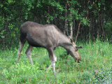 Elk 17