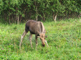 Elk 19