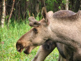 Elk 20