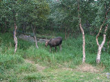 Elk 22