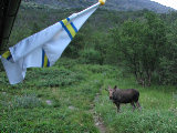 Elk 24
