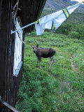 Elk 23