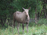 Elk 5