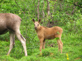 Elks 2