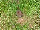 Field mouse 1