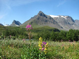 Flowers 15