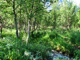 Forest 1